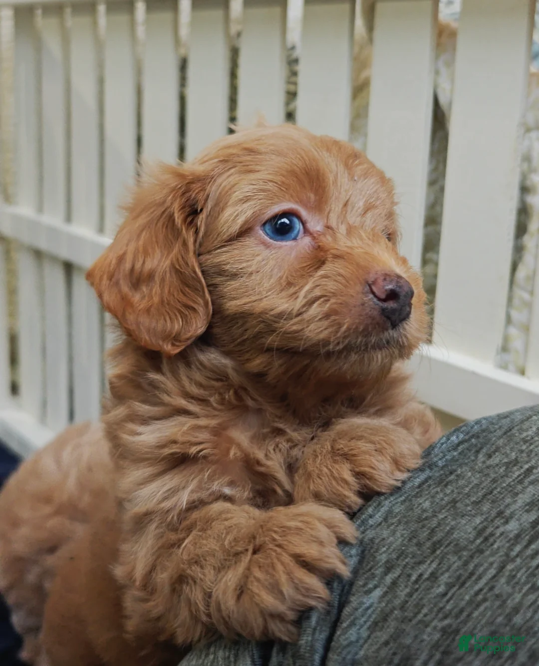 Cavapoo dogs for sale: Sterling (Micro Cavapoo) - Ad 2