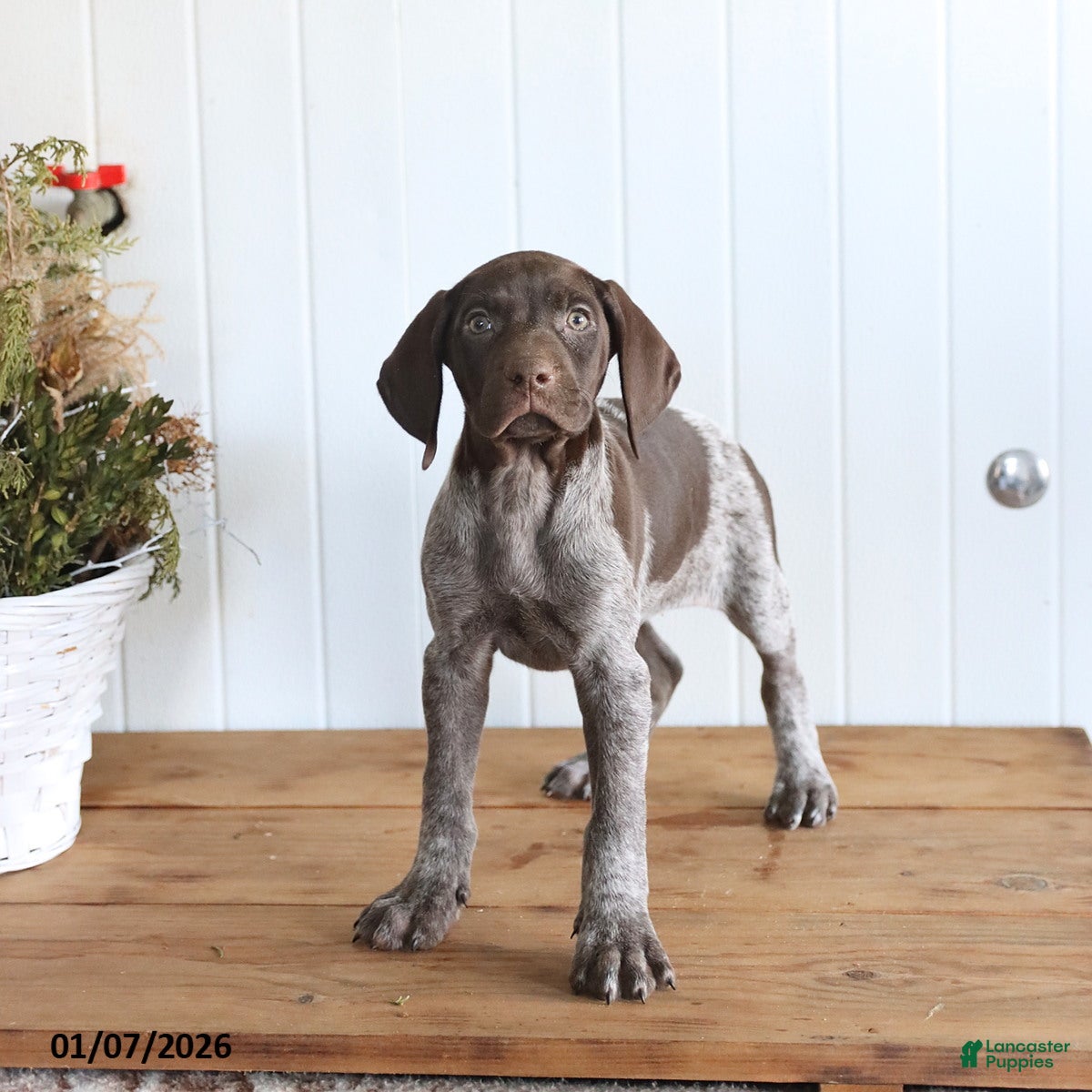 German Shorthaired Pointer dogs Luna  - Ad 10