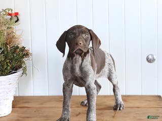 German Shorthaired Pointer dogs Luna - Ad 26