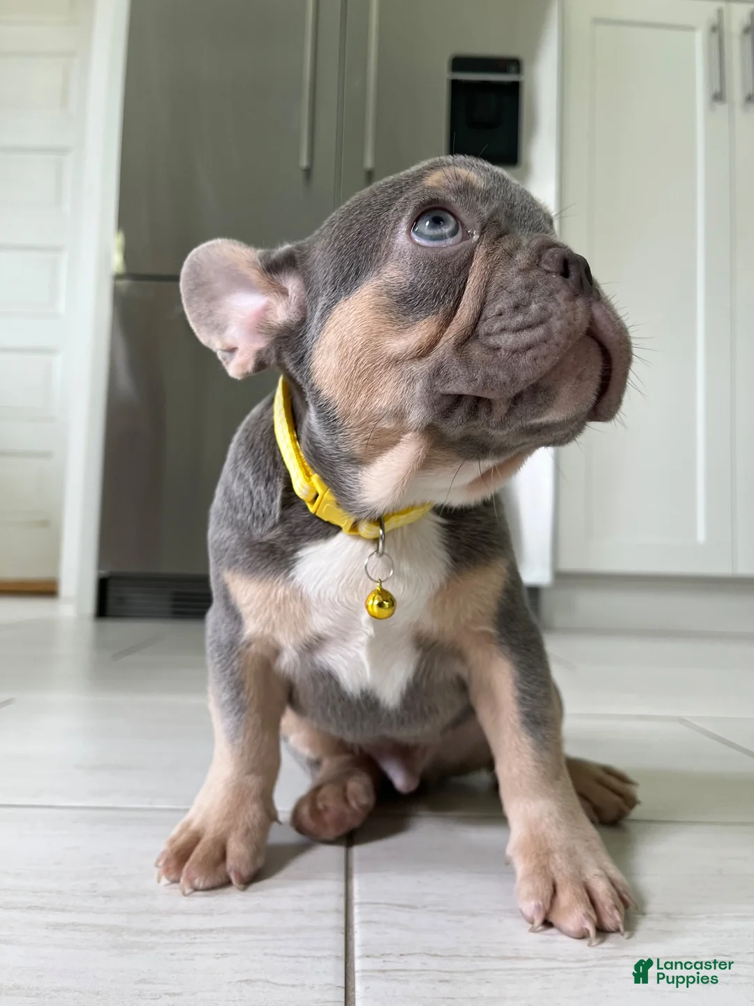 French Bulldog dogs for sale: French Bulldog 3 - Ad 1