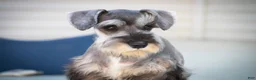 Miniature Schnauzer dogs for sale: Quest Miniature Schnauzer (crate and leash Trained) - Ad 4