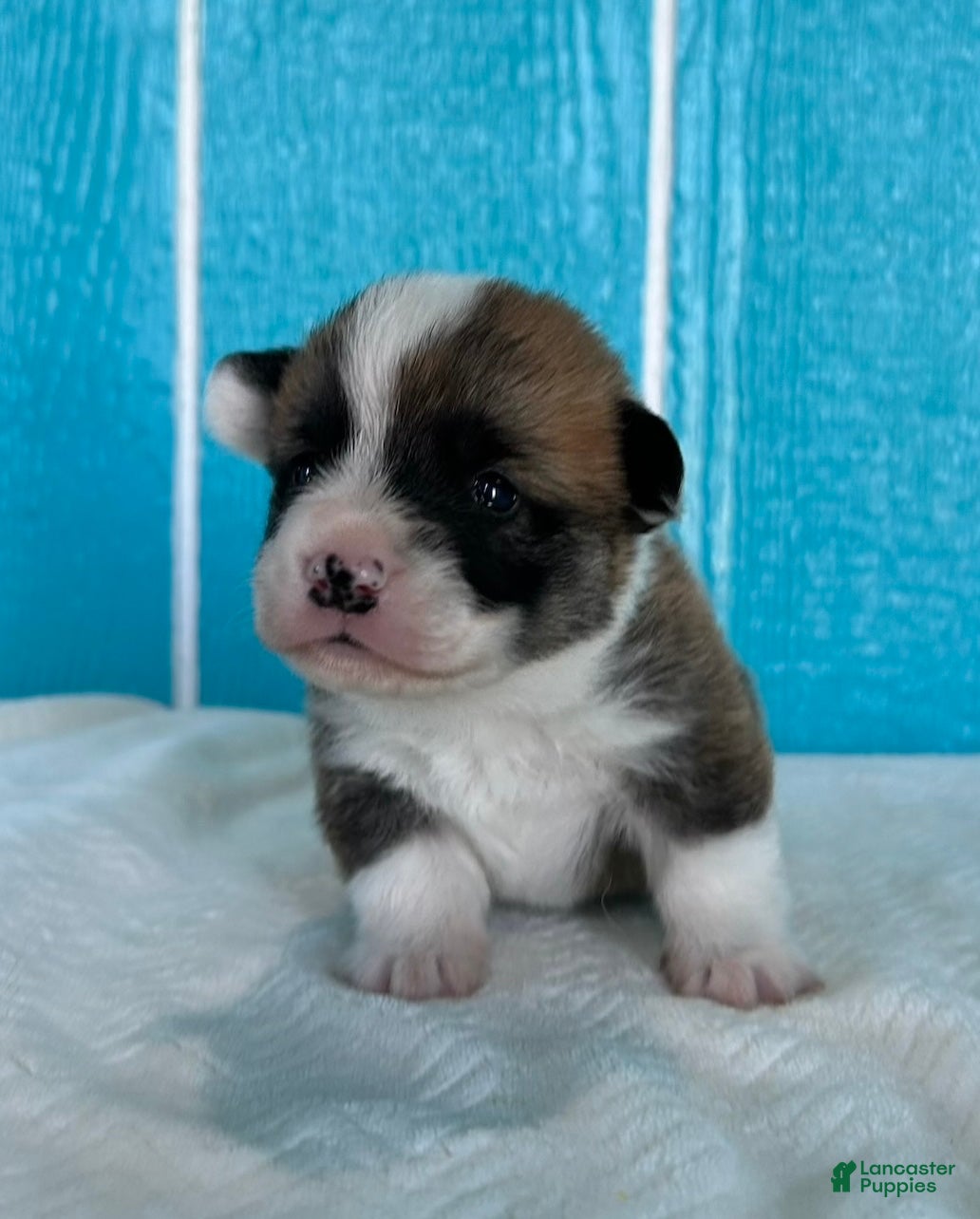 Welsh Corgi Pembroke dogs Johnny Welsh Corgi Pembroke Puppy  - Ad 1