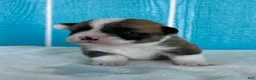 Welsh Corgi Pembroke dogs for sale: Johnny Welsh Corgi Pembroke Puppy  - Ad 8