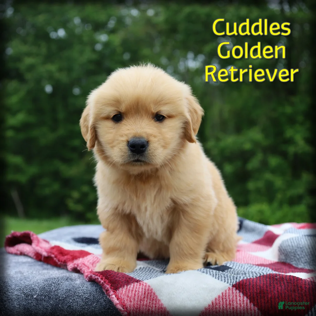 Golden Retriever dogs for sale: Cuddles - Ad 1