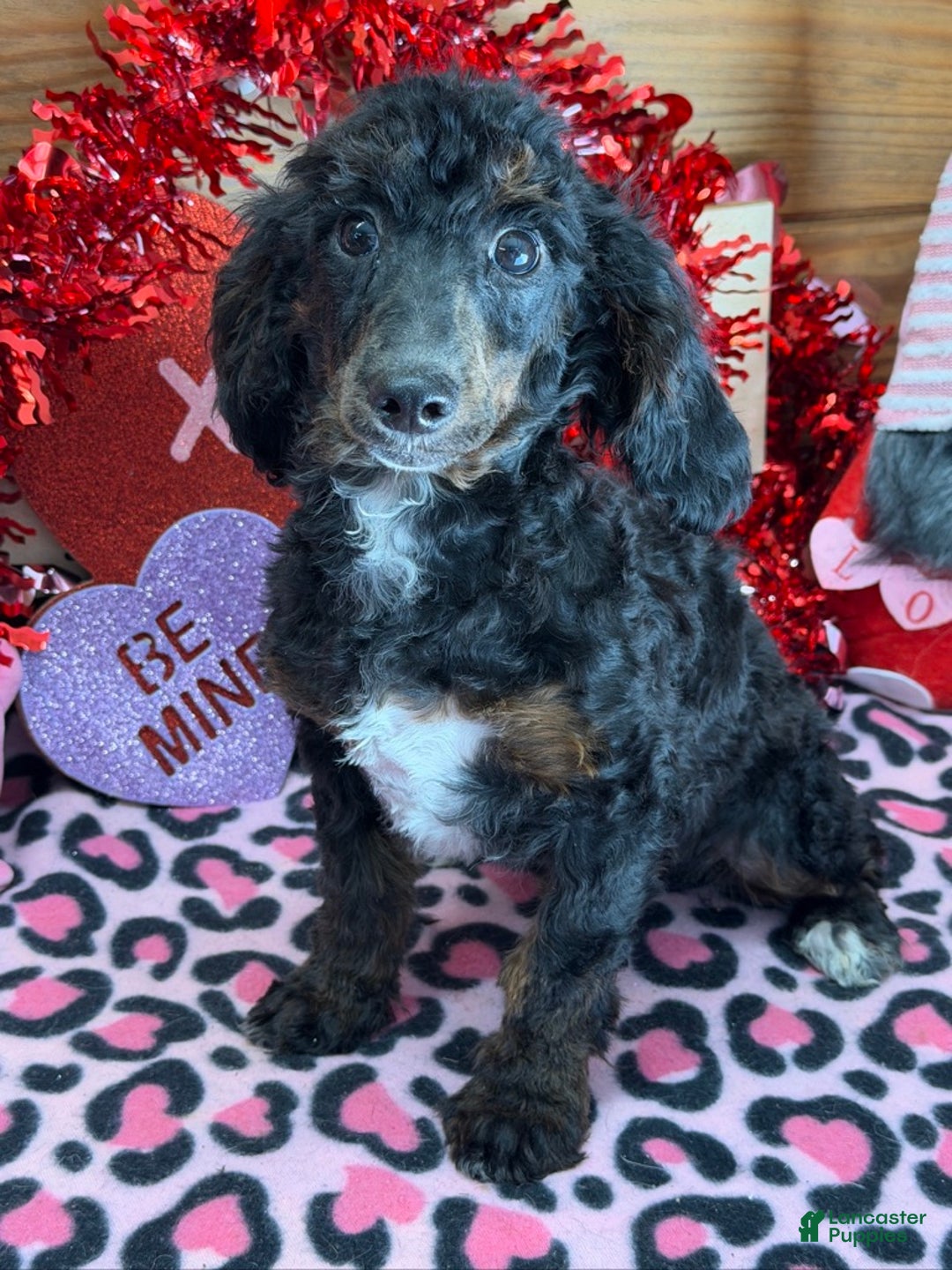 Miniature Poodle dogs for sale: Miniature Poodle Jenny - Ad 4