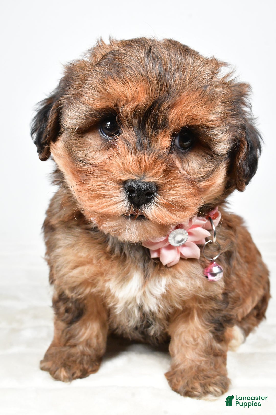 Yorkiepoo dogs for sale: Twinkle - Ad 7
