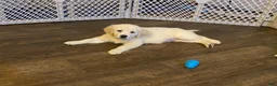 Golden Retriever dogs for sale: AKC Golden Retriever Puppy 2 - Ad 2