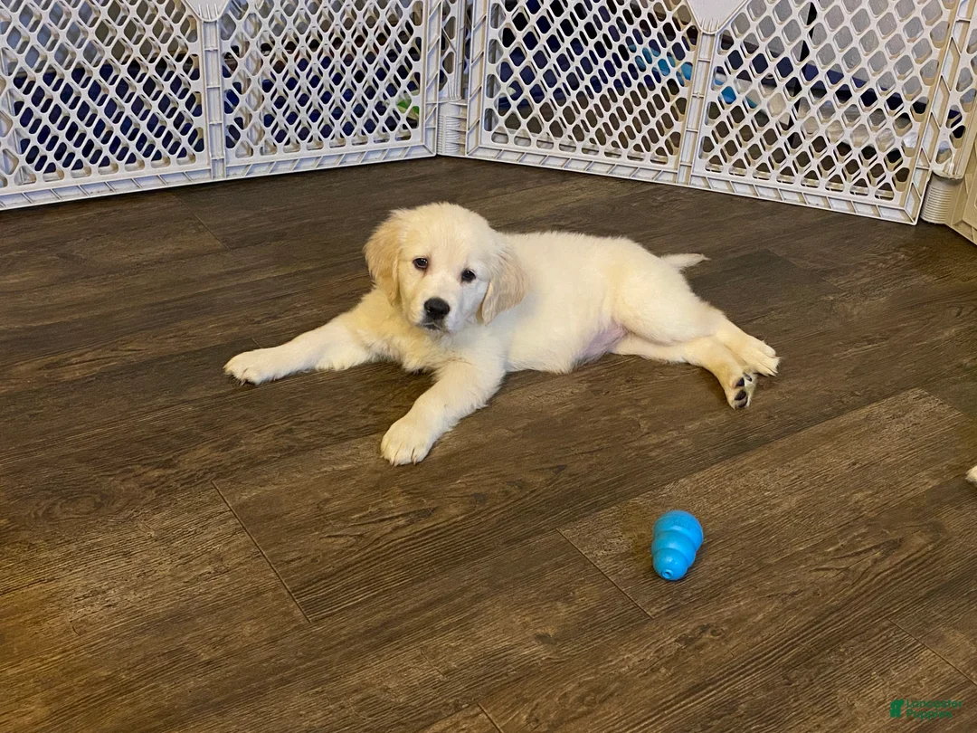 Golden Retriever dogs for sale: AKC Golden Retriever Puppy 2 - Ad 2