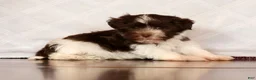 Havanese dogs for sale: Sammy - Ad 7
