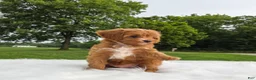 Cavapoo dogs for sale: timber - Ad 7