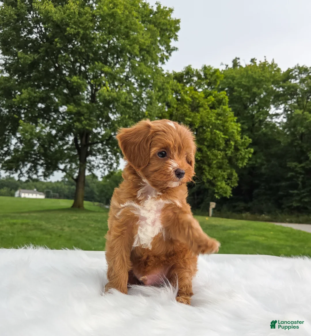 Cavapoo dogs for sale: timber - Ad 7