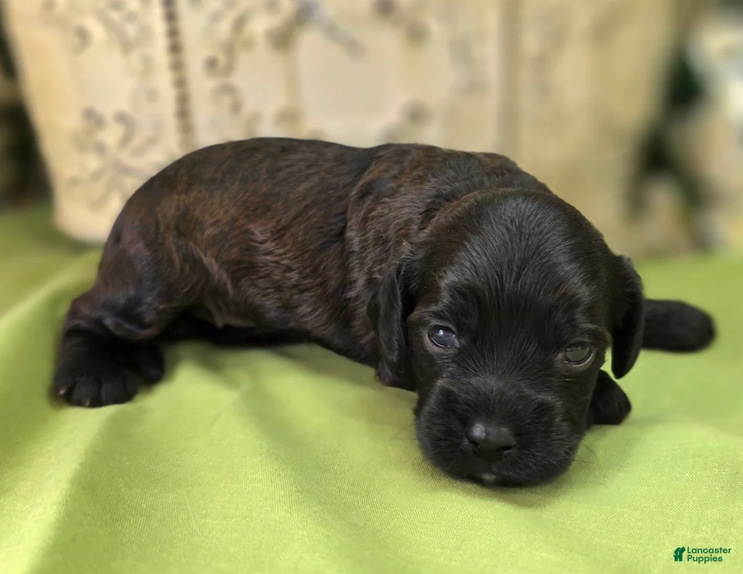 Cockapoo dogs for sale: Tinkerbell - Ad 1