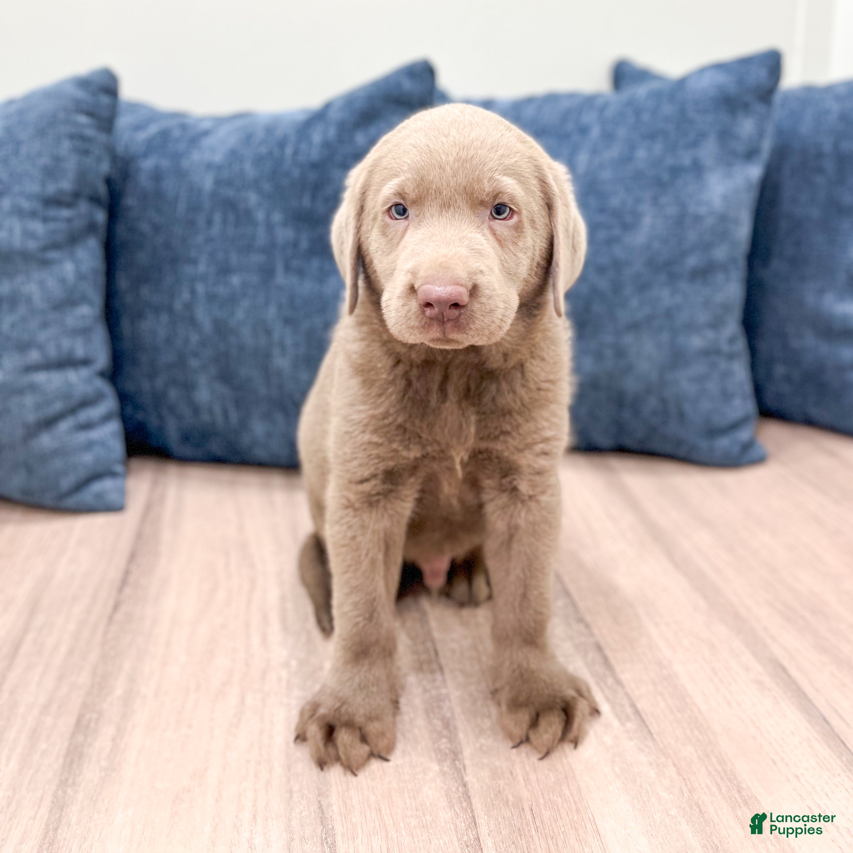 Labrador Retriever dogs Cola - Ad 1