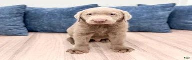 Cola