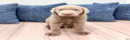 Labrador Retriever dogs for sale: Cola - Ad 1
