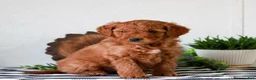 Mini Goldendoodle dogs for sale: Abe  - Ad 1