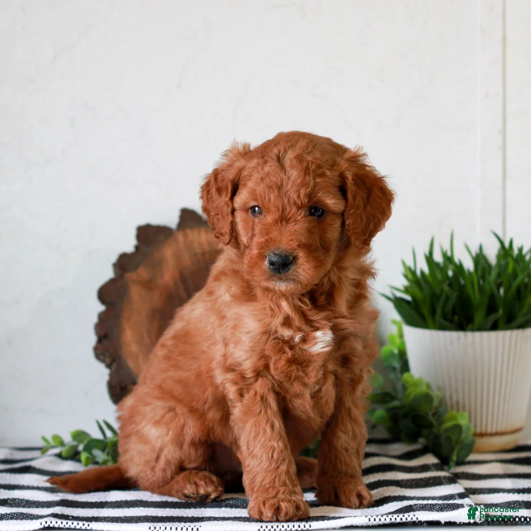 Mini Goldendoodle dogs for sale: Abe  - Ad 1