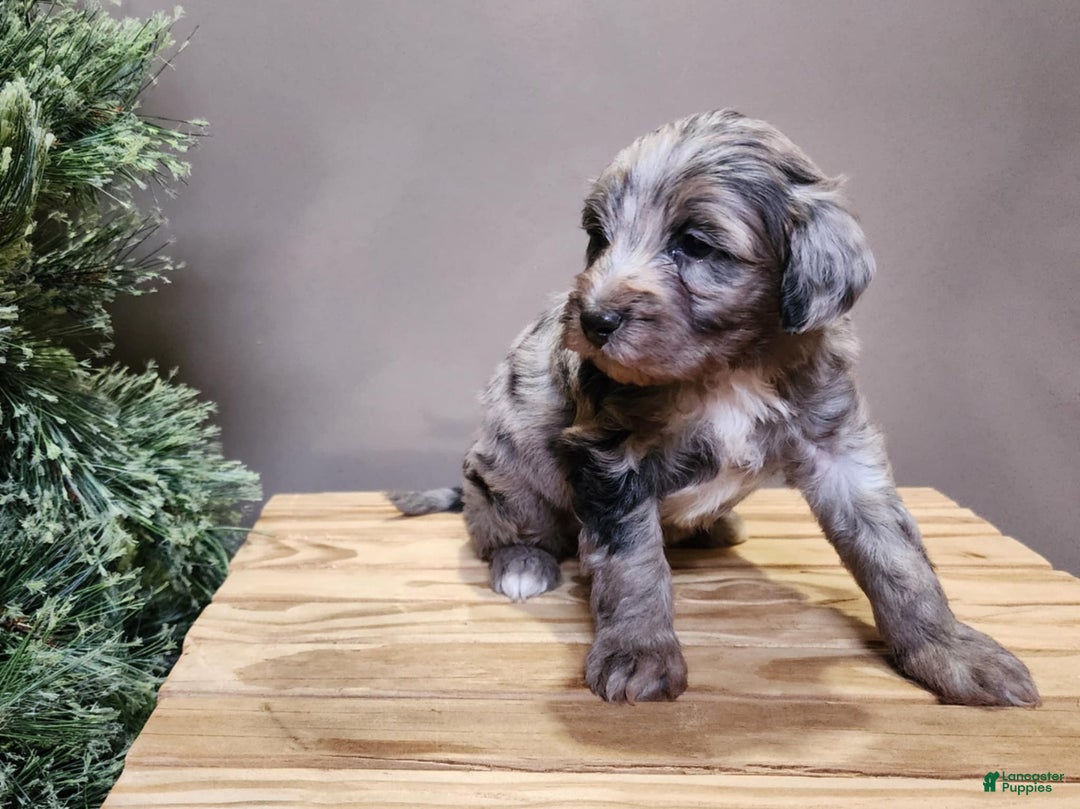 Mini Bernedoodle dogs for sale: Blitz - Ad 6