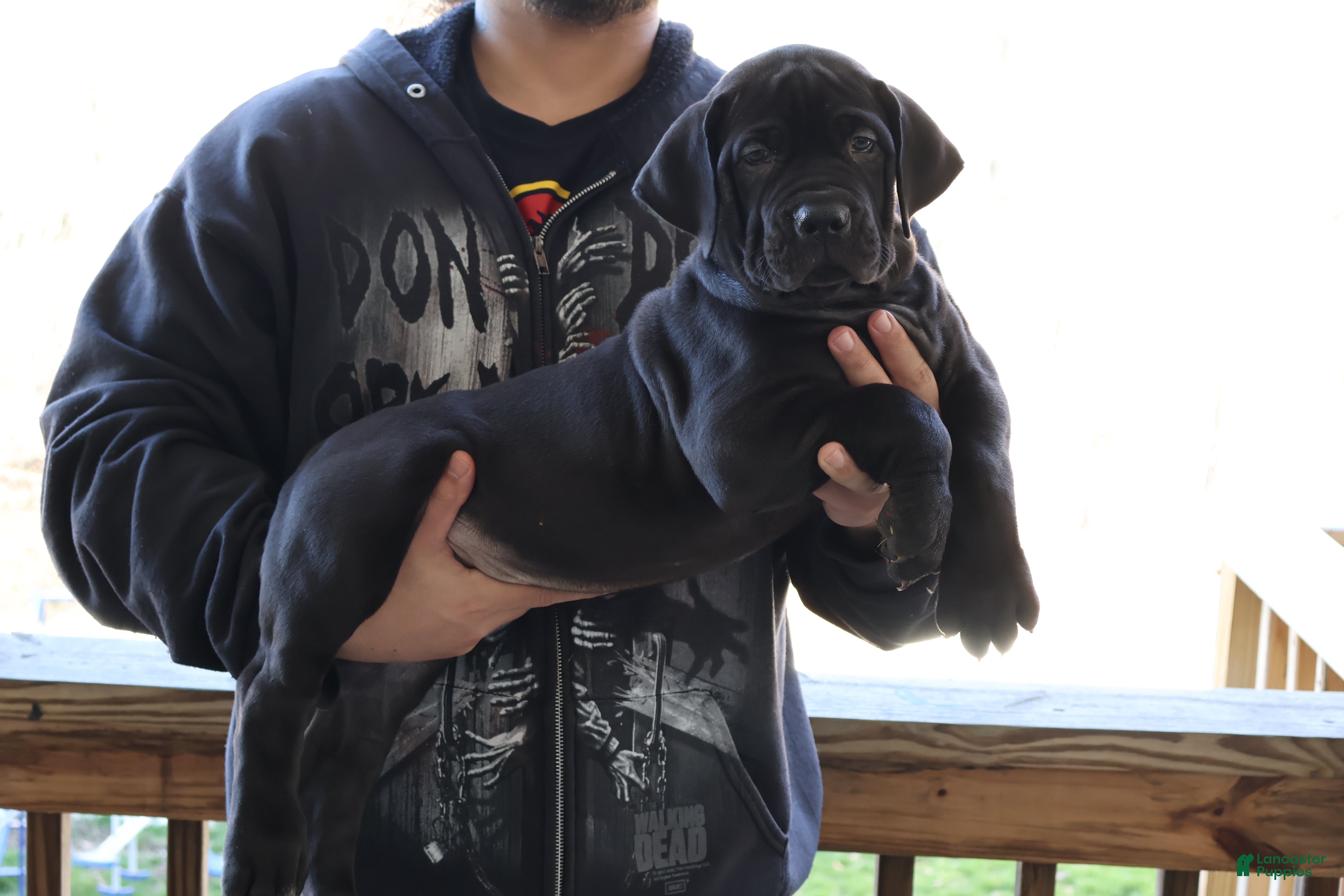 South African Boerboels dogs Purple - Ad 1