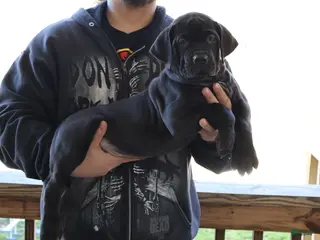 South African Boerboels dogs for sale: Purple - Ad 2