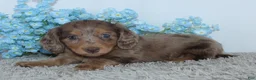 Miniature Dachshund dogs for sale: Linden - Ad 5