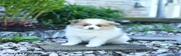 Pomeranian dogs for sale: Bubbles - Ad 2