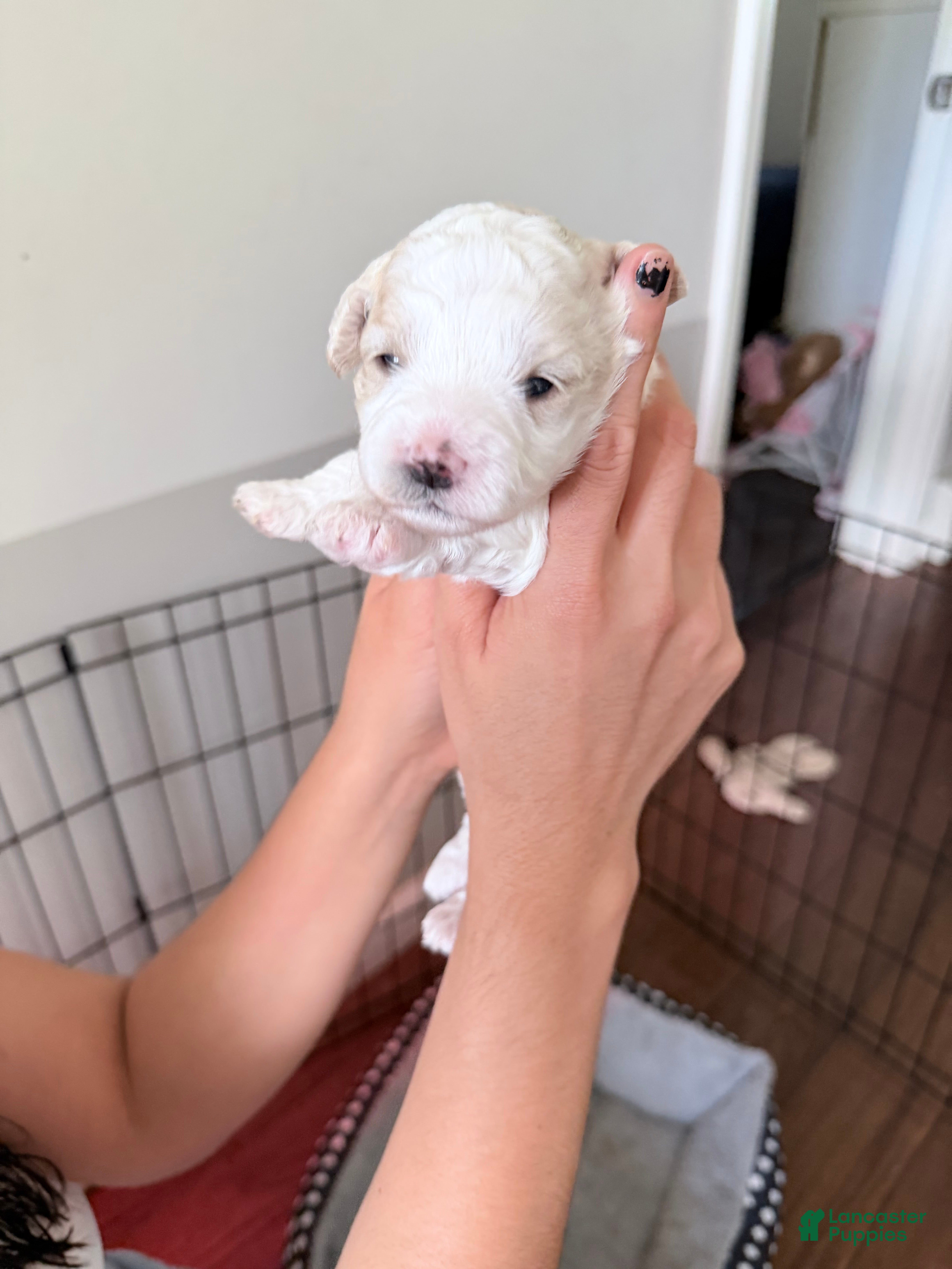 Toy Poodle dogs Arrocito/rice - Ad 1