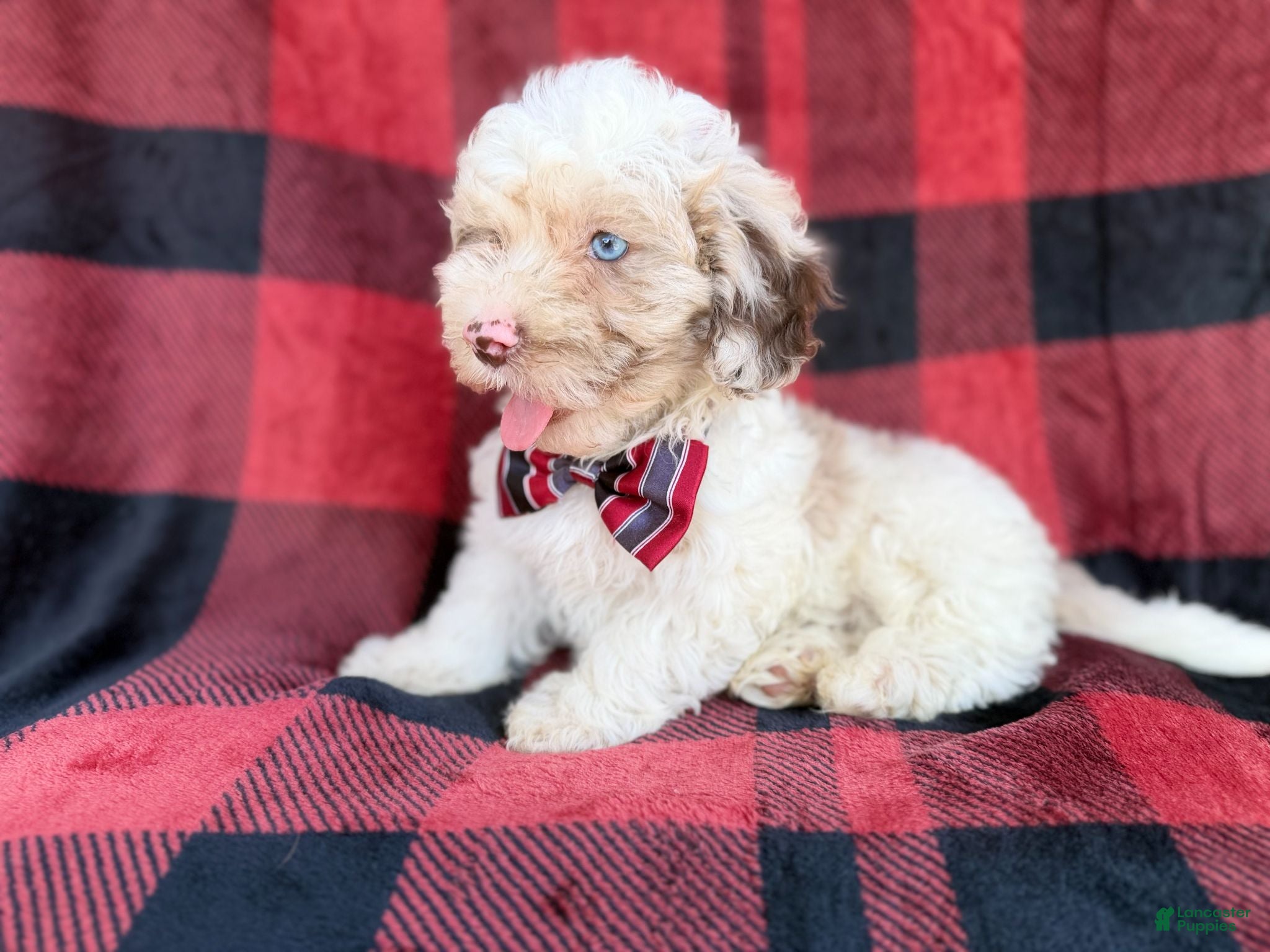 Cockapoo dogs Slade - Ad 1