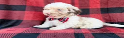 Cockapoo dogs for sale: Slade - Ad 5