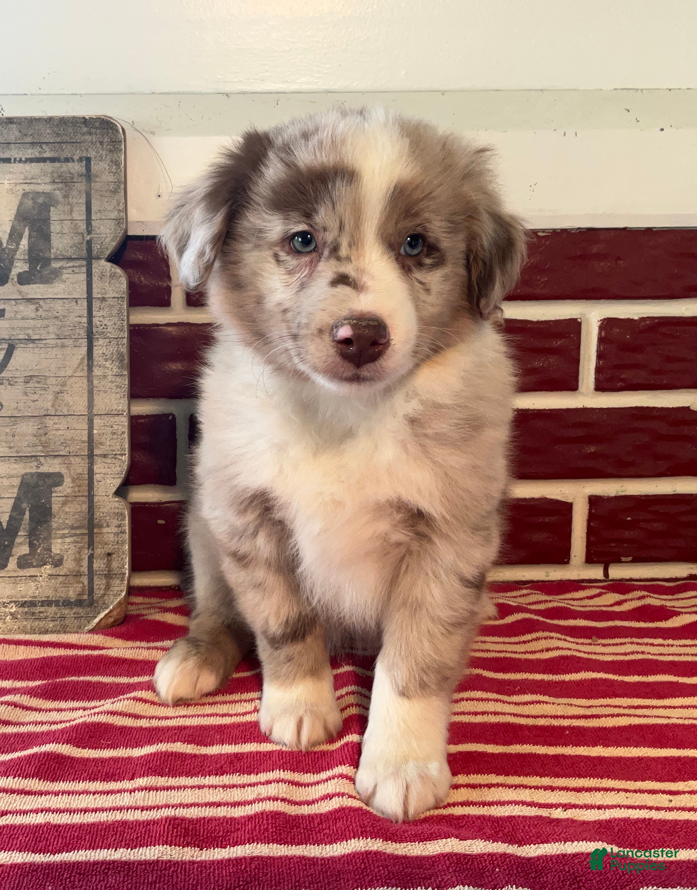 Mixed Breed dogs Sara - Ad 36