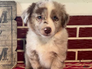 Mixed Breed dogs Sara - Ad 36