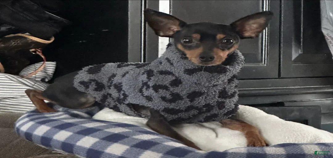 Gallery Image {{count}}