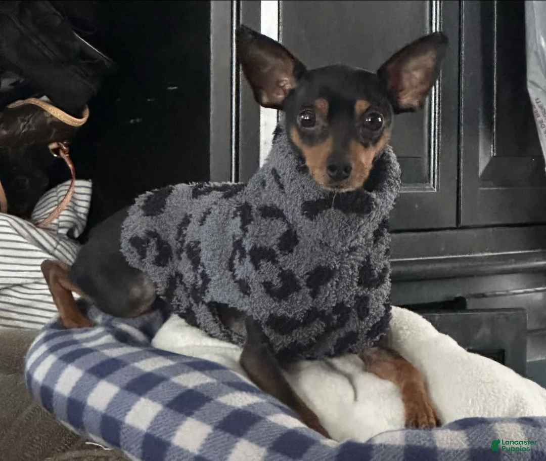 Gallery Image {{count}}