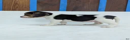 Beagle dogs for sale: Roxy - Ad 5