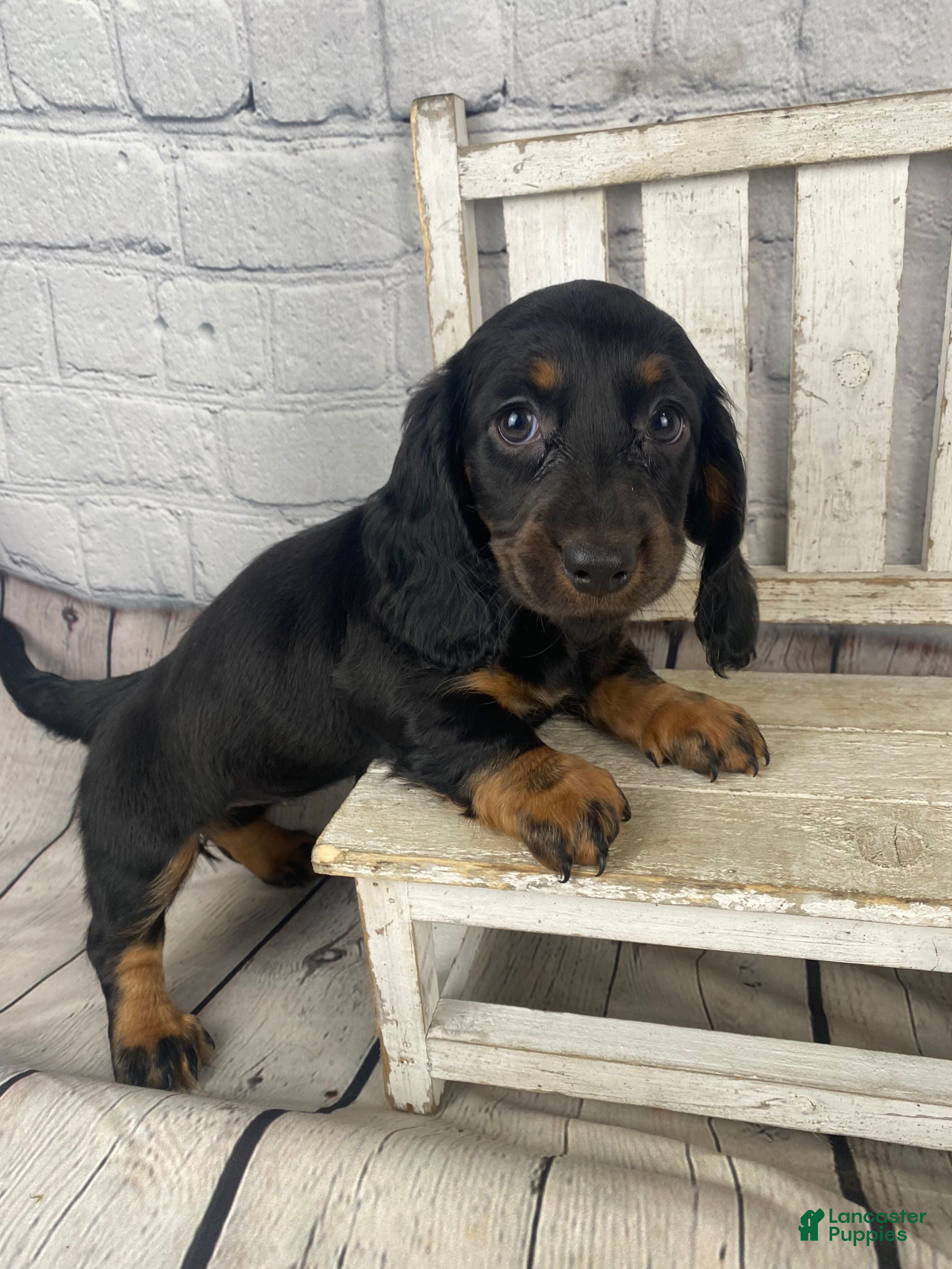 Miniature Dachshund dogs Coco - Ad 2