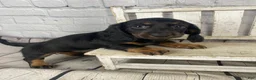 Miniature Dachshund dogs for sale: Coco - Ad 2