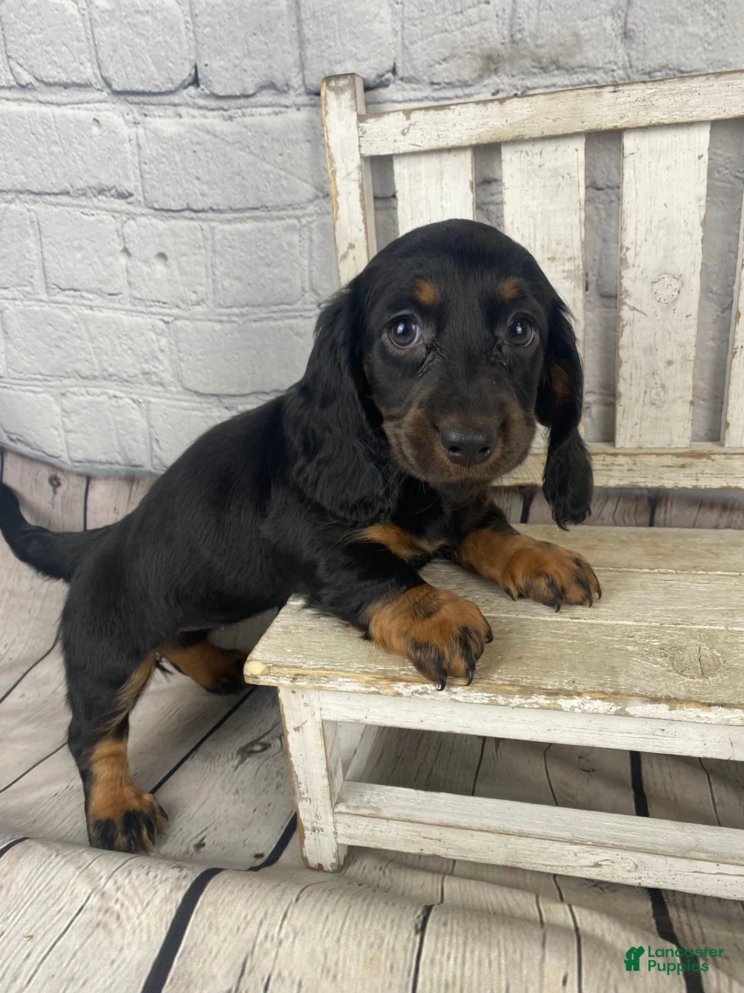 Miniature Dachshund dogs for sale: Coco - Ad 2