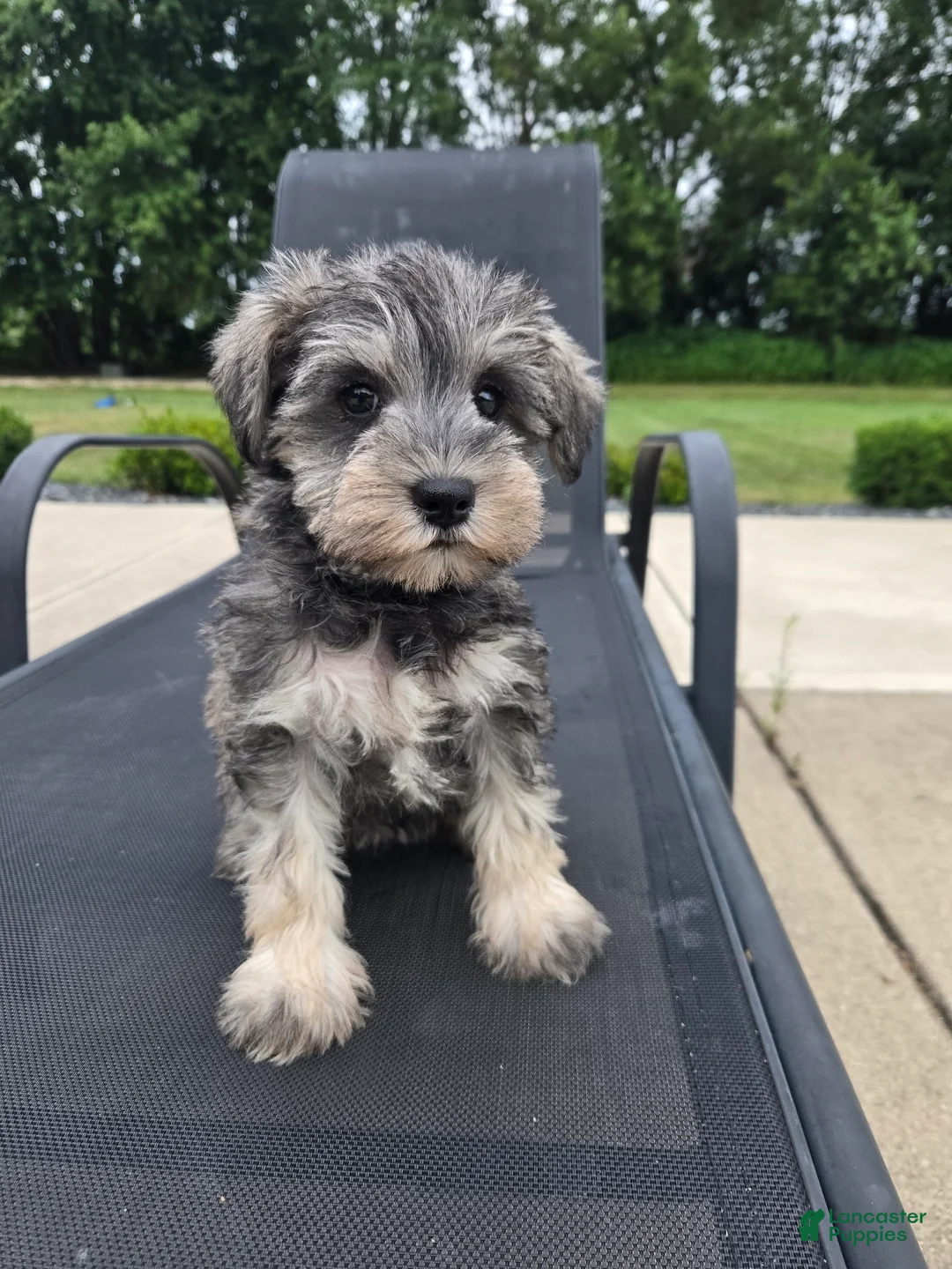 Miniature Schnauzer dogs for sale: Shelby - Ad 2