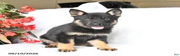 German Shepherd dogs for sale: Molly - Ad 4