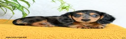 Miniature Dachshund dogs for sale: Callan - Ad 3