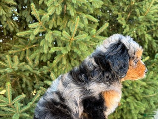 Mini Goldendoodle dogs - Ad 25