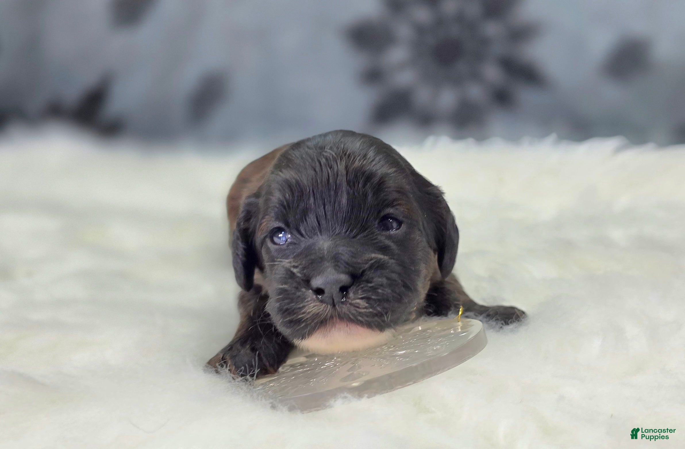 Cockapoo dogs Vega - Ad 2