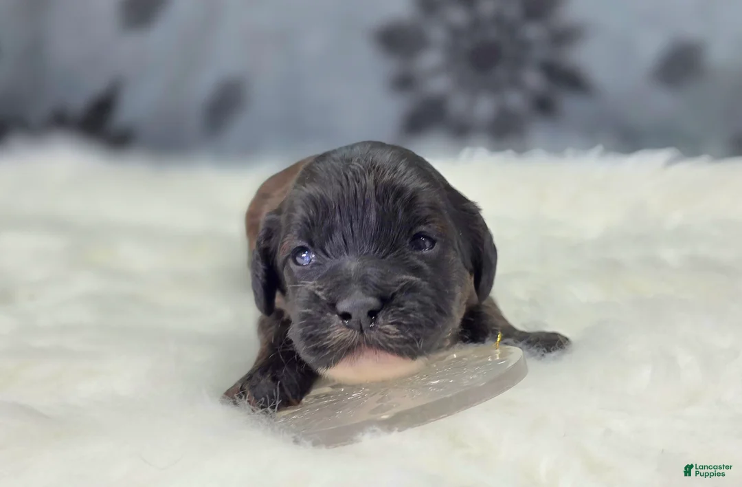 Cockapoo dogs for sale: Vega - Ad 1