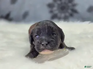 Cockapoo dogs Vega - Ad 2