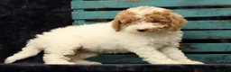 Miniature Poodle dogs for sale: Molly - Ad 5