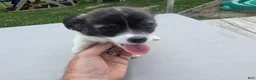 Pomchi dogs for sale: Lucy - Ad 14