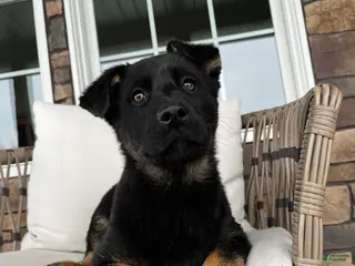 German Shepherd dogs Juno - Ad 4