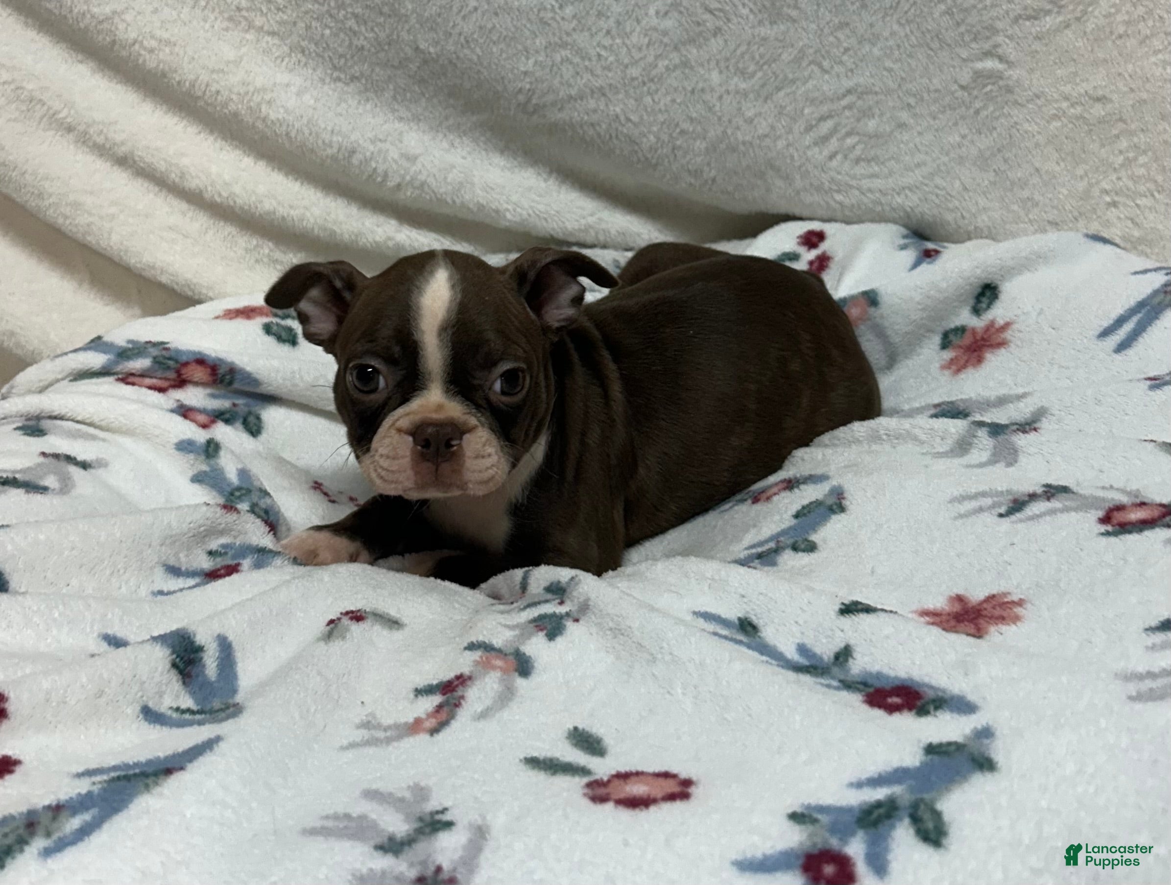 Boston Terrier dogs Boston Terrier 5 - Ad 1