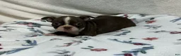 Boston Terrier dogs for sale: Boston Terrier 5 - Ad 1