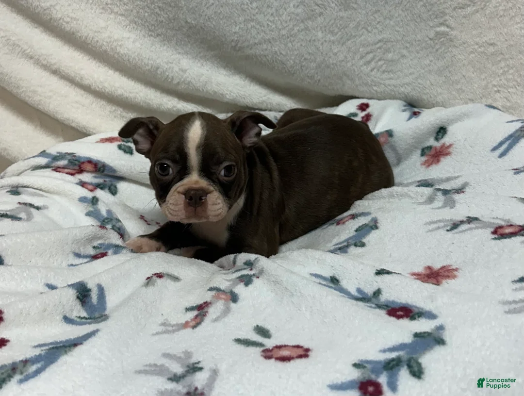 Boston Terrier dogs for sale: Boston Terrier 5 - Ad 1